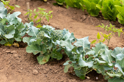 1000 Di Cicco Broccoli (Brassica Oleracea Capitata) Seeds