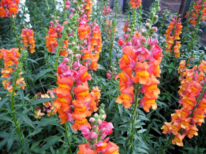 250 Orange Wonder Snapdragon (Antirrhinum Majus) Seeds