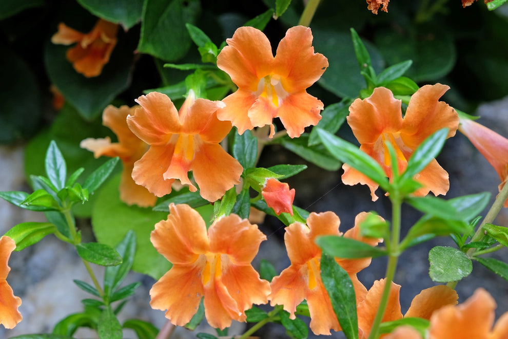 100 Twinkle ORANGE MONKEY FLOWER Mimulus Seeds – Haven Herbs