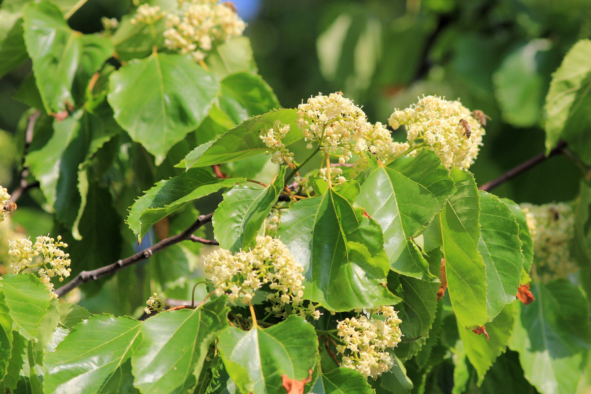 25 JAPANESE RAISIN TREE Edible Fruit Oriental Honey Flowers Hovenia Dulcis Seeds