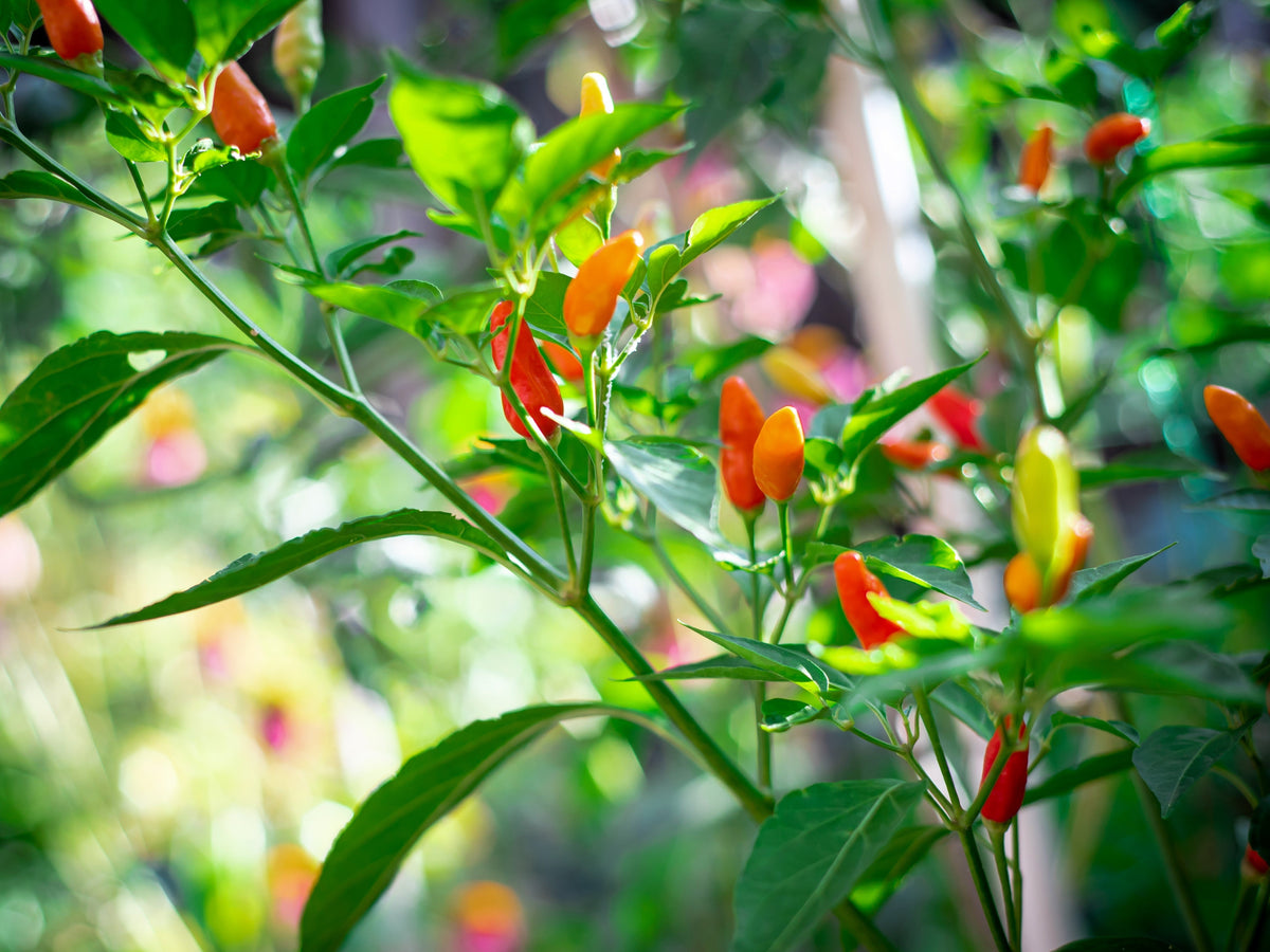 Tabasco Pepper (Capsicum frutescens) Seeds – 50 ct