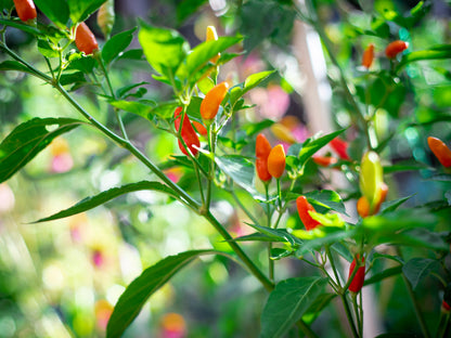 Tabasco Pepper (Capsicum frutescens) Seeds – 50 ct