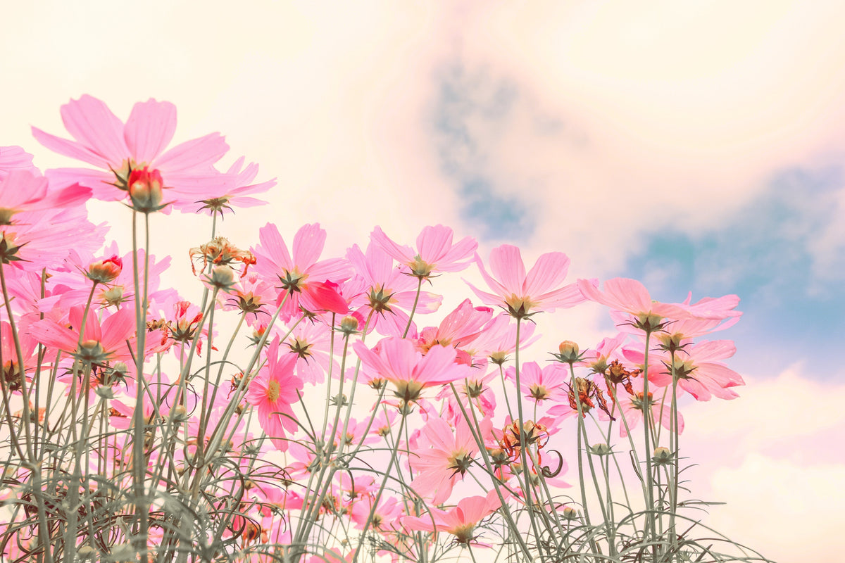 300 DWARF PINK COSMOS Cosmos Bipinnatus Flower Seeds
