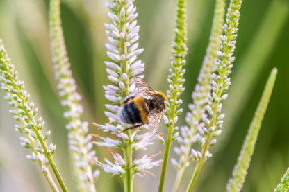 1000 Culver's Root / Black Root (Veronicastrum Virginicum) Seeds