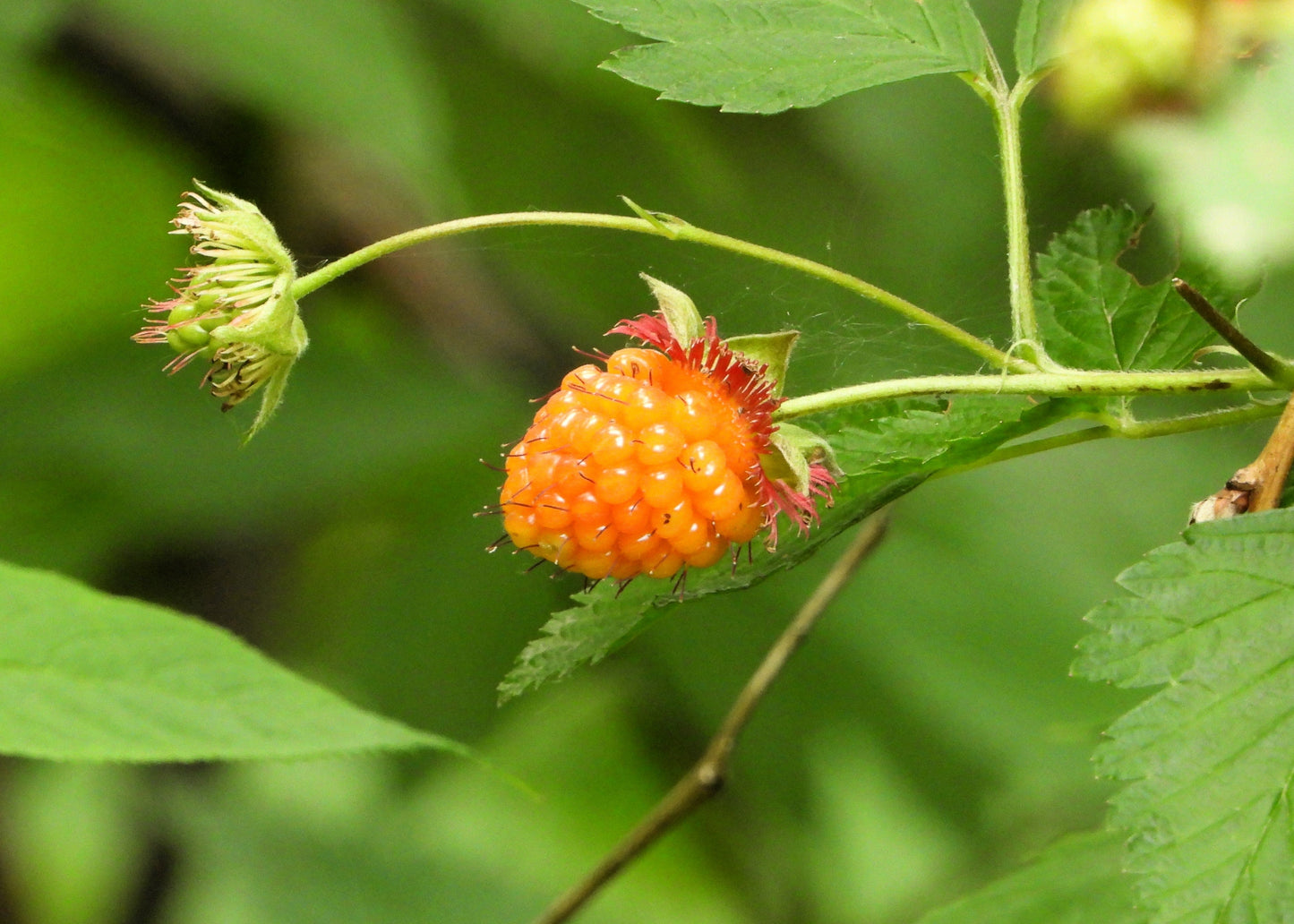 20 Salmonberry (Rubus Spectabilis) Seeds