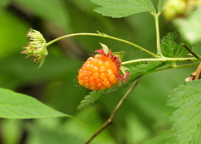 20 Salmonberry (Rubus Spectabilis) Seeds