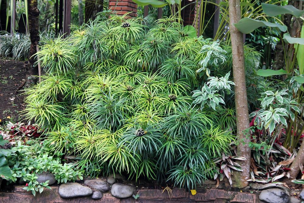 50 Umbrella Plant (Cyperus Alternifolius) Seeds