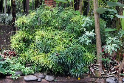 50 Umbrella Plant (Cyperus Alternifolius) Seeds