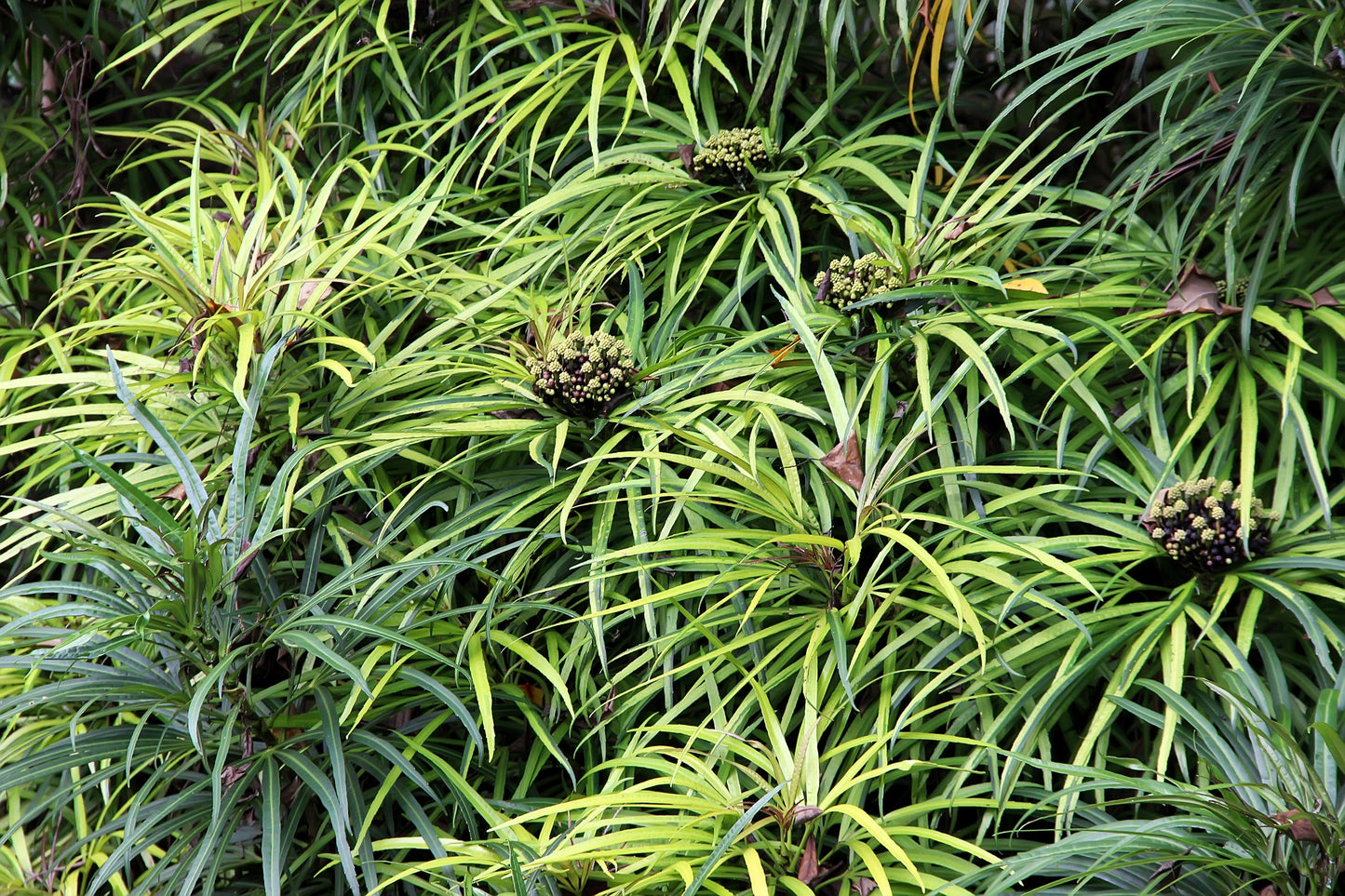50 Umbrella Plant (Cyperus Alternifolius) Seeds