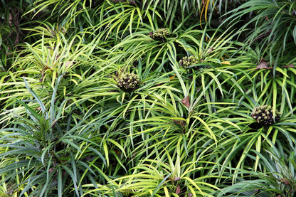 50 Umbrella Plant (Cyperus Alternifolius) Seeds