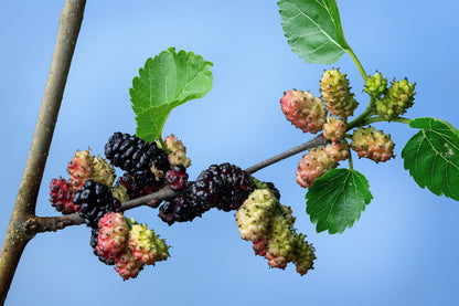 Red Mulberry (Morus rubra) Seeds – 15 ct