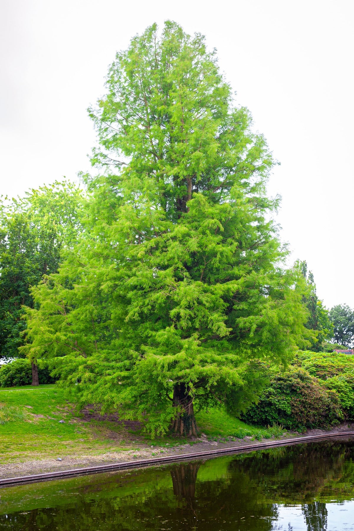 20 DAWN REDWOOD Tree Metasequoia Glyptostroboides Conifer Seeds