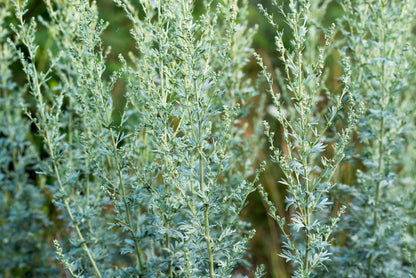 Absinthe Wormwood (Artemisia absinthium) Seeds – 500 ct