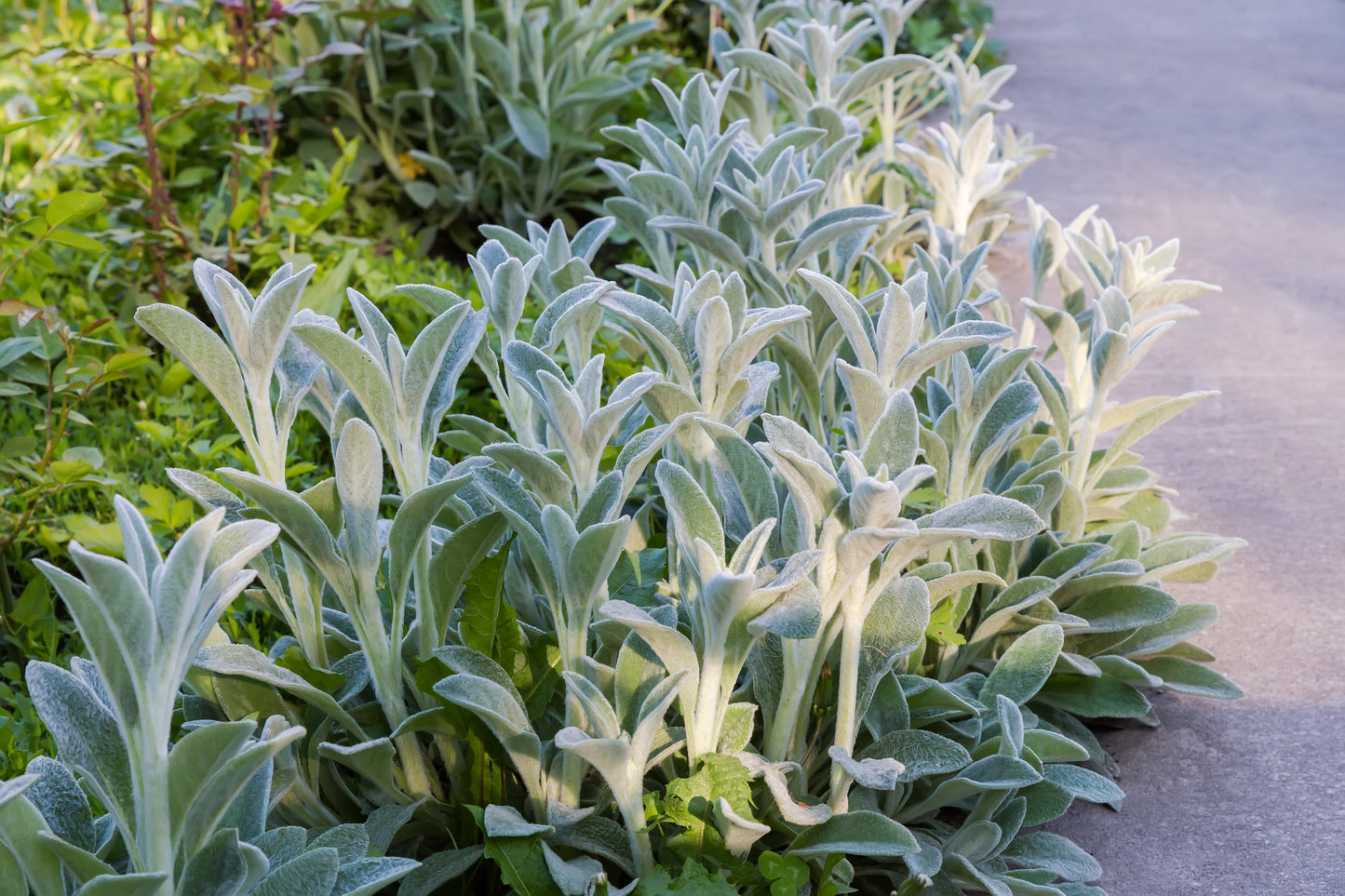 100 Woolly Lamb's Ear (Stachys Byzantina) Seeds