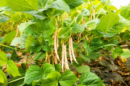 50 Adzuki Bean (Phaseolus Angularis) Seeds