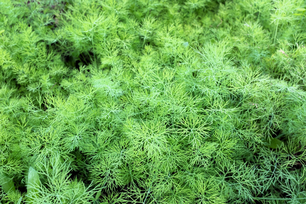 2500 Bouquet Dill (Anethum Graveolens) Seeds