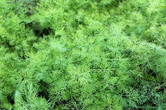 2500 Bouquet Dill (Anethum Graveolens) Seeds