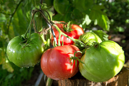 500 Beefsteak Tomato (Lycopersicon Lycopersicum) Seeds