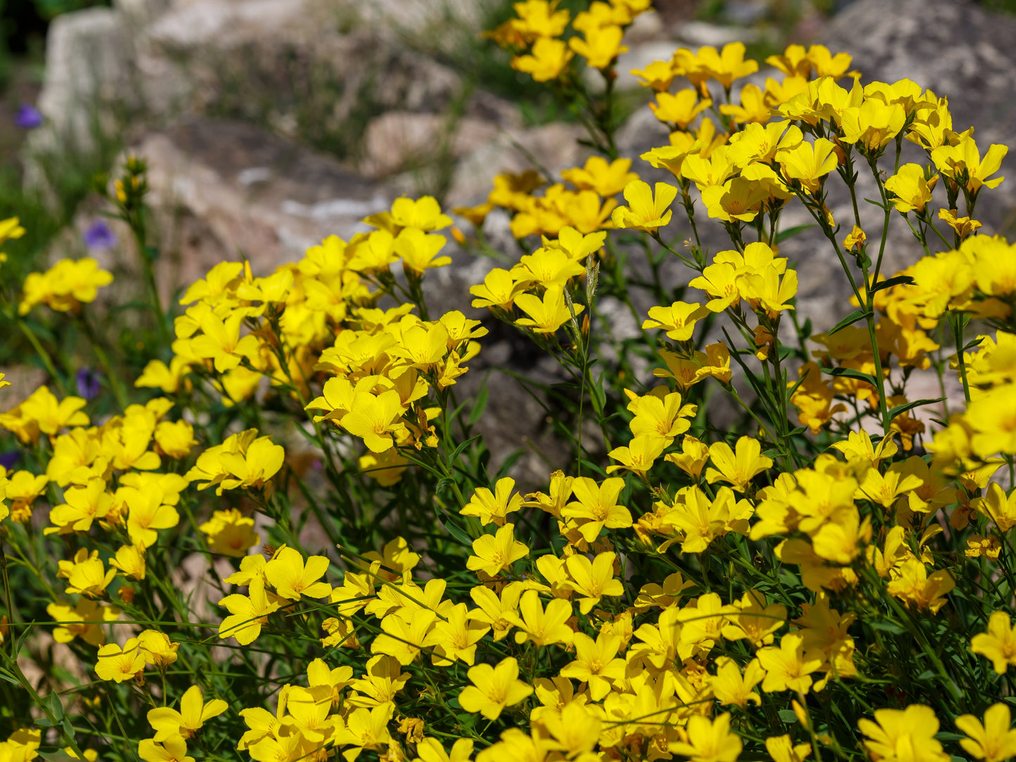 500  Golden Flax/Linseed (Linum Flavum) Seeds