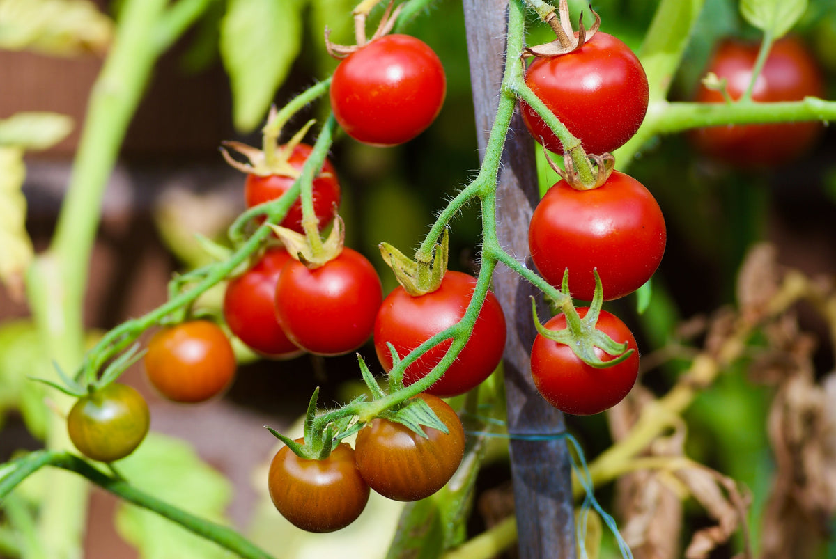 Tiny Tim Dwarf Cherry Tomato (Solanum lycopersicum) Seeds – 500 ct