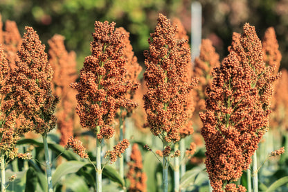 70 SUGAR DRIP SORGHUM Amber Cane Grain Sweet Syrup Vegetable Seeds