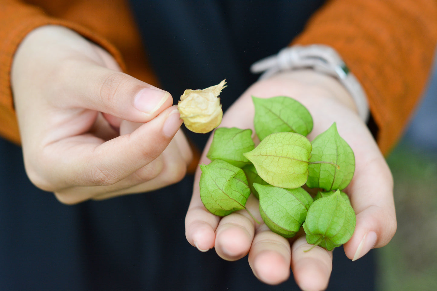 50 Peruvian Ground Cherry (Physalis Peruviana) Seeds