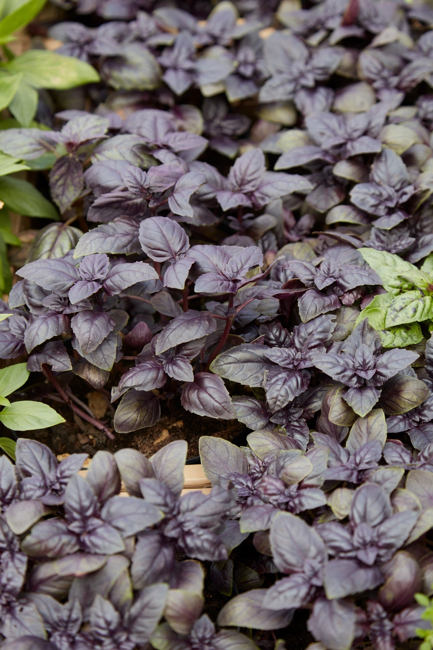 500 Red Rubin Basil (Ocimum Basilicum Purpurascens) Seeds