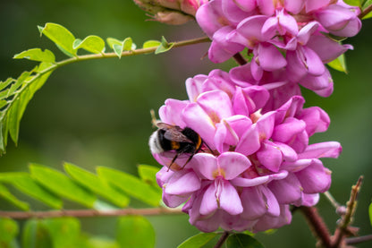 Rose Locust (Robinia hispida) Seeds – 15 ct