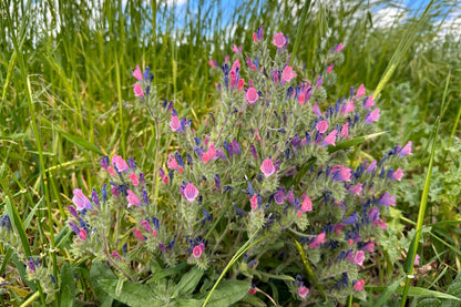 25 Rose Viper's Bugloss (Echium Plantagineum) Seeds