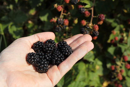 100 BLACKBERRY Fruit Bush Rubus Allegheniensis Seeds
