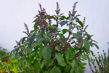 Green Holy Basil (Tulsi) (Ocimum tenuiflorum) Seeds – 250 ct