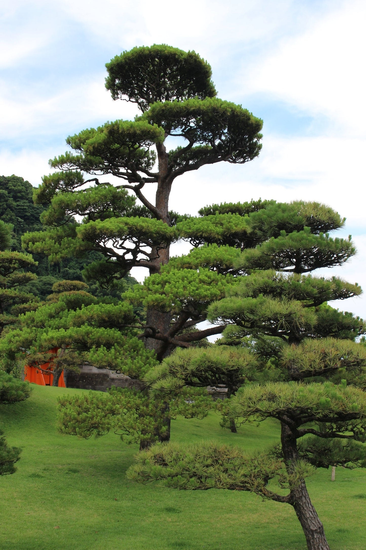 10 Japanese Black Pine Tree (Pinus Thunbergii) Seeds