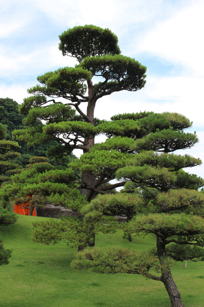 10 Japanese Black Pine Tree (Pinus Thunbergii) Seeds