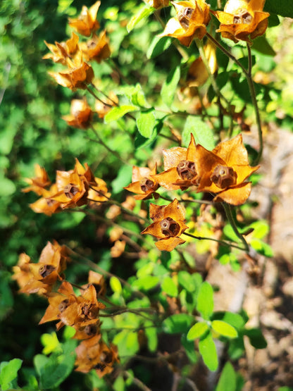 Seedbox (Ludwigia alternifolia) Seeds – 1,000 ct