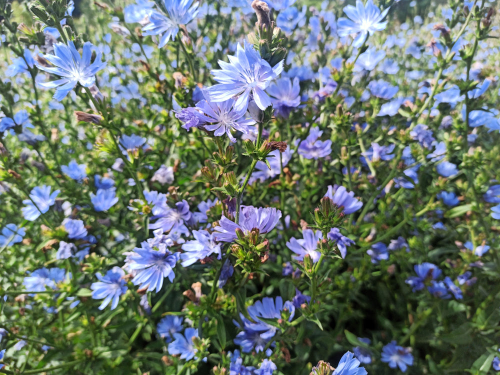 1000 Chicory (Chicorium Cicorium Intybus) Seeds