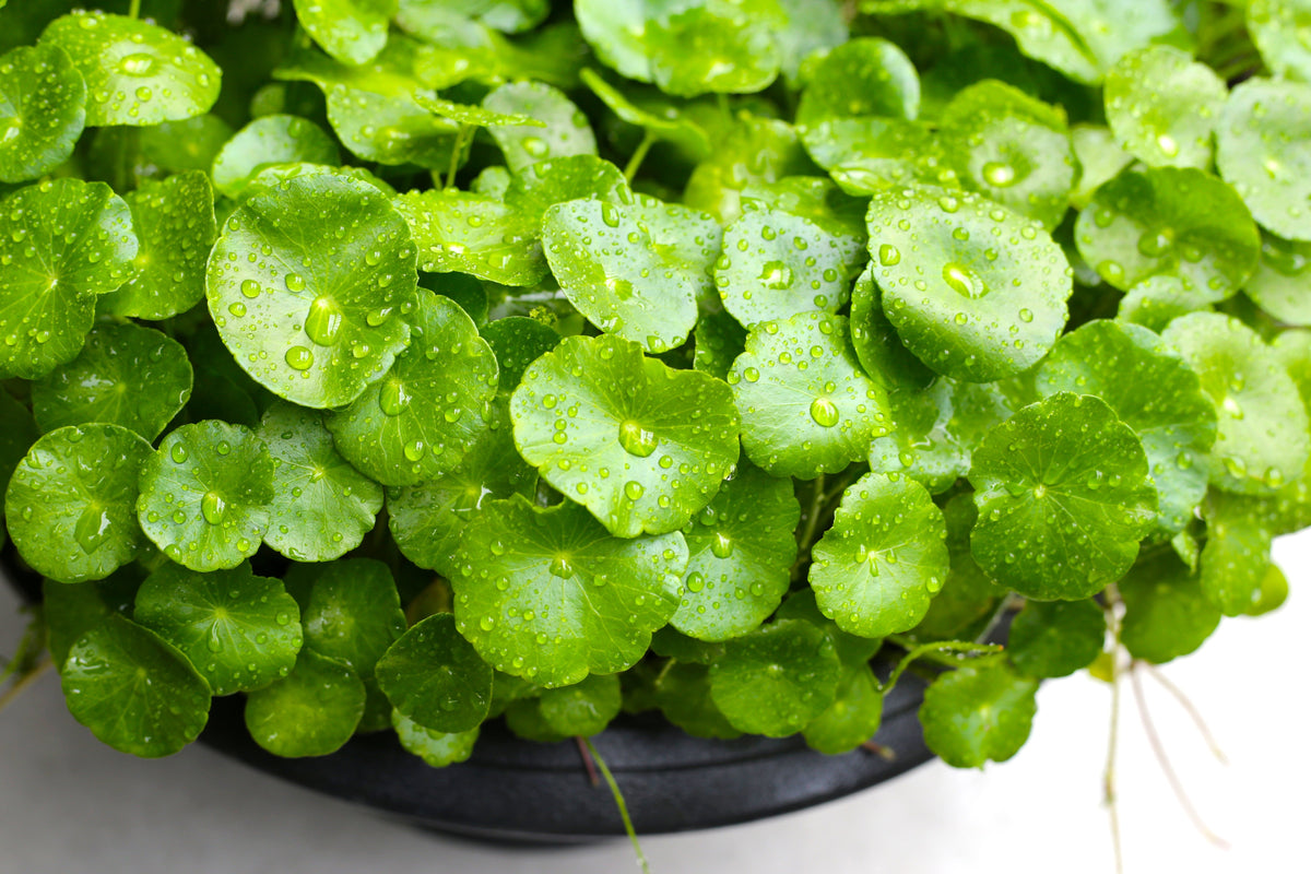 50 SPADELEAF Edible Coinwort Centella Asiatica Gotu Kola Herb Pink Flower Seeds