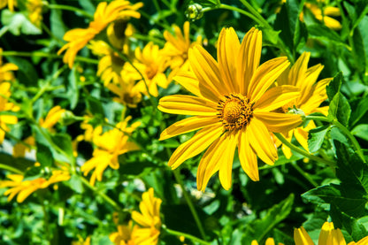 Mexican Ssunflower (Tithonia Speciosa) Seeds