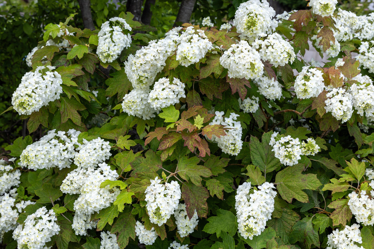40 White OAK LEAF HYDRANGEA Quercifolia Shrub Flower Seeds