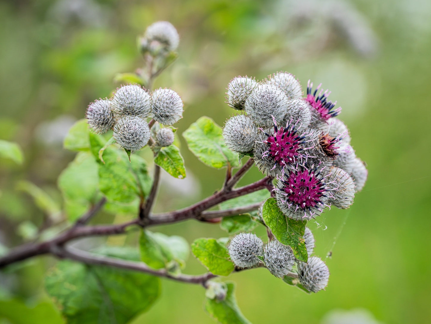 200 Burdock (Arctium Lappa) Seeds