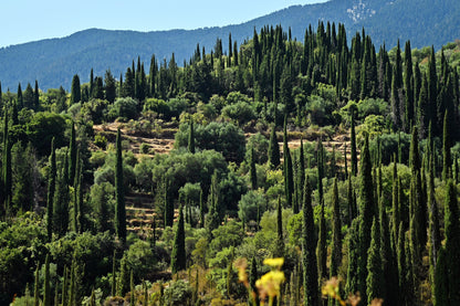 20 Mediterranean Cypress (Cupressus Sempervirens Stricta) Seeds
