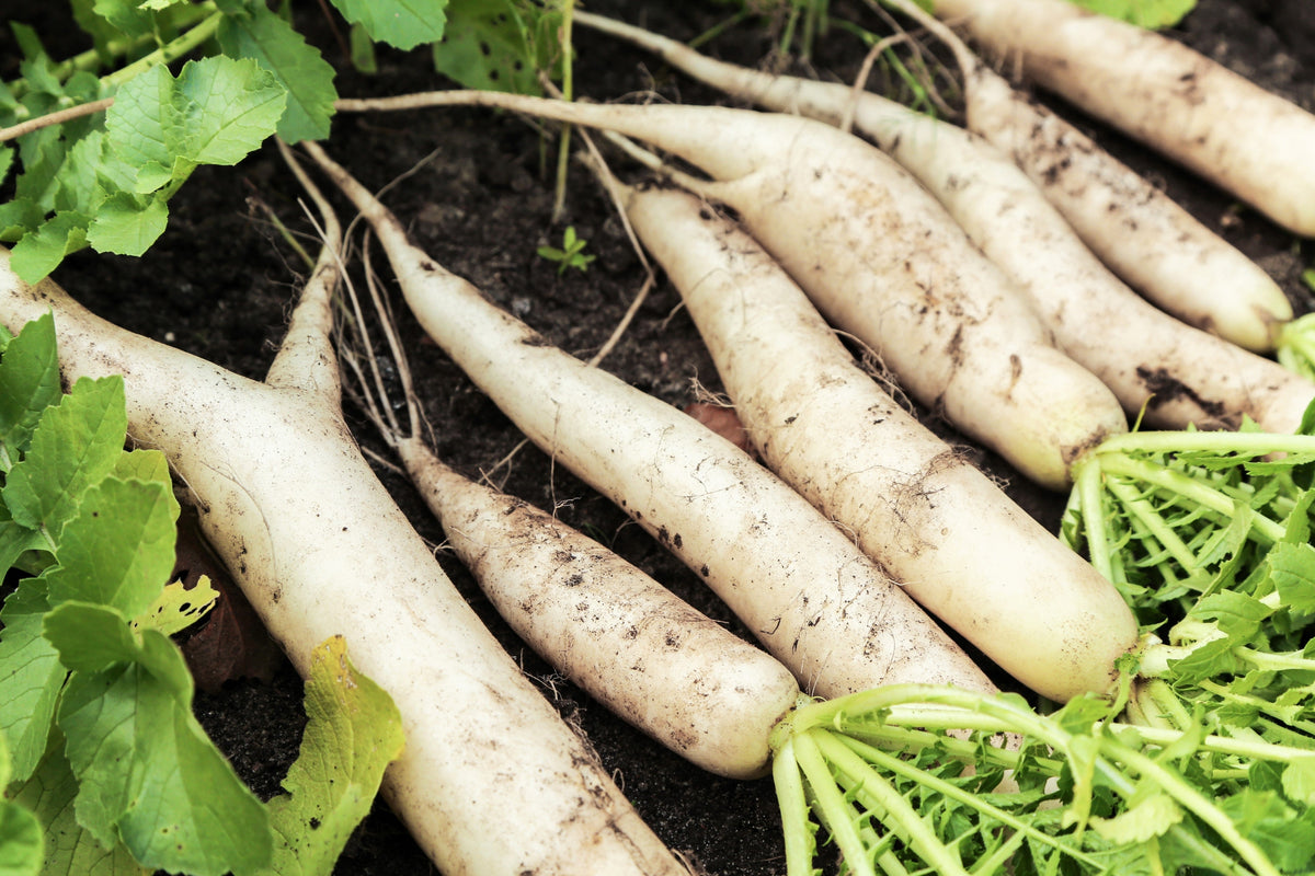 White Icicle Radish (Raphanus sativus) Seeds – 1,250 ct