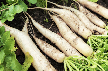 White Icicle Radish (Raphanus sativus) Seeds – 1,250 ct