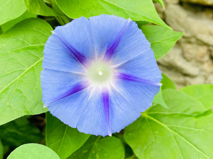 Blue Star Morning Glory (Ipomoea tricolor) Seeds – 75 ct