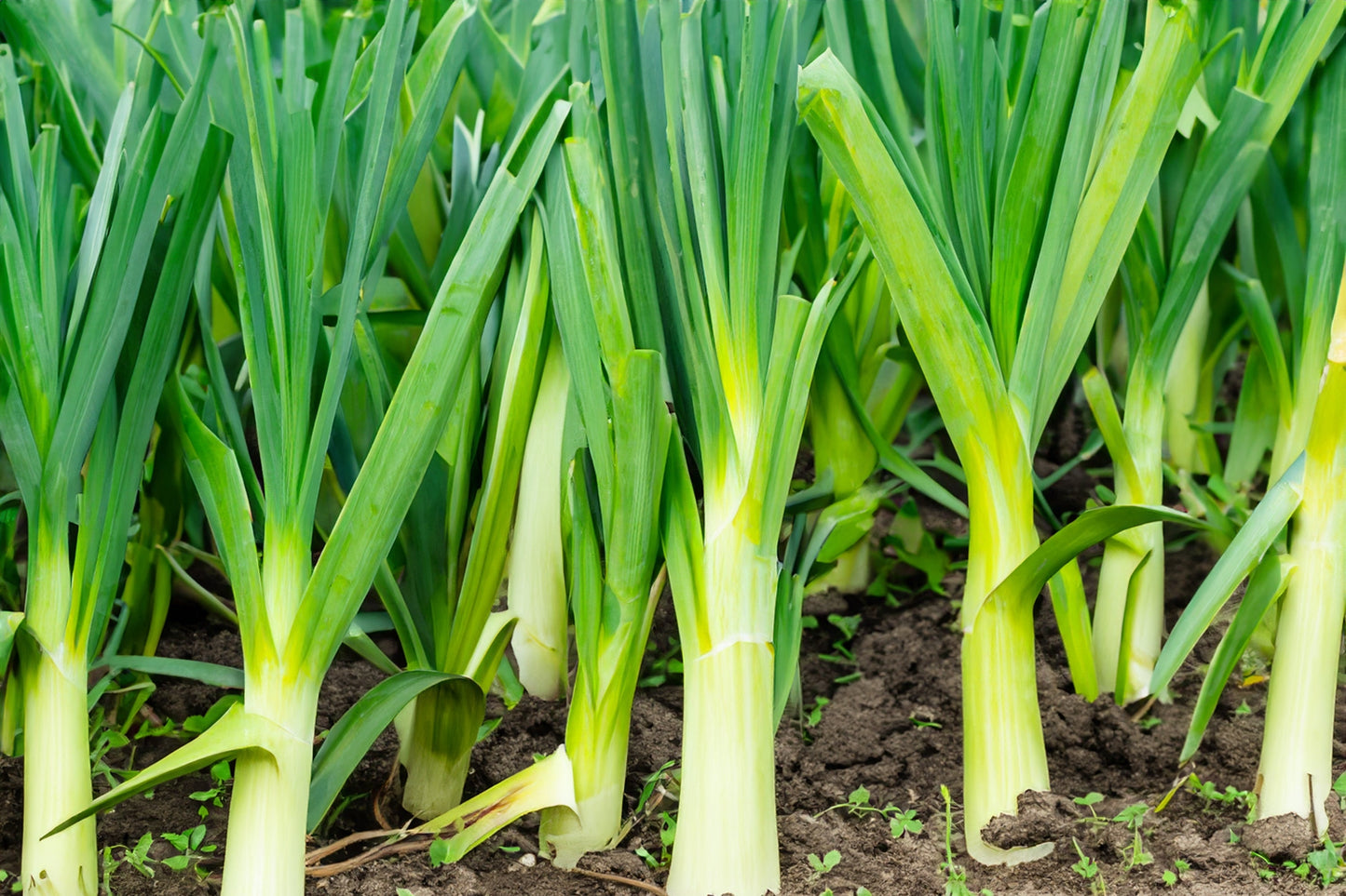 500 Broad London Leek (Allium Porrum) Seeds