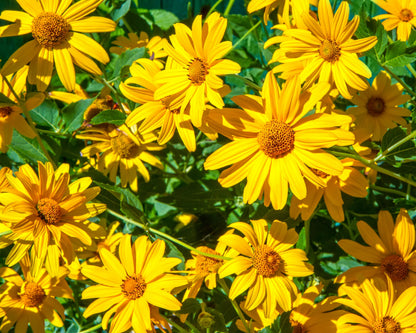 Mexican Ssunflower (Tithonia Speciosa) Seeds
