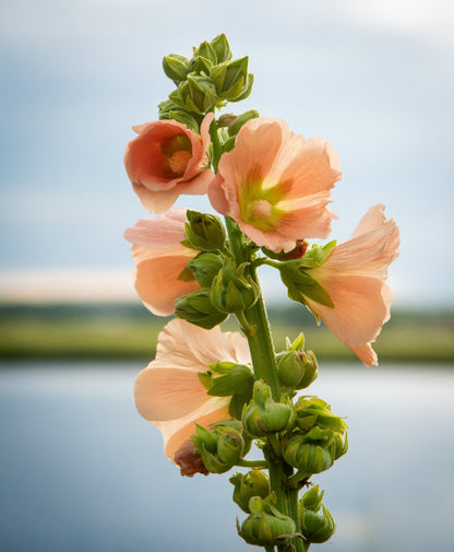 25 Peach and Brown Hollyhock (Alcea Rosea) Seeds