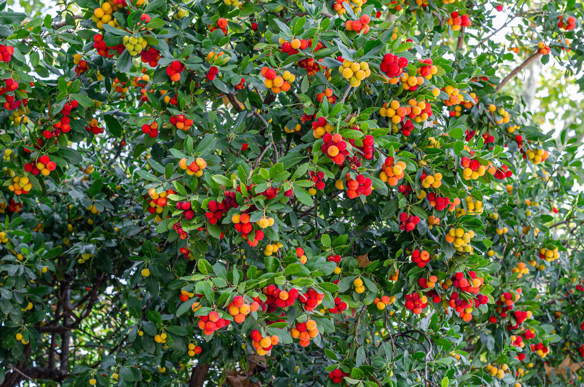 25 STRAWBERRY TREE Edible Red Berry Tree Arbutus Unedo Seeds Irish Killarney