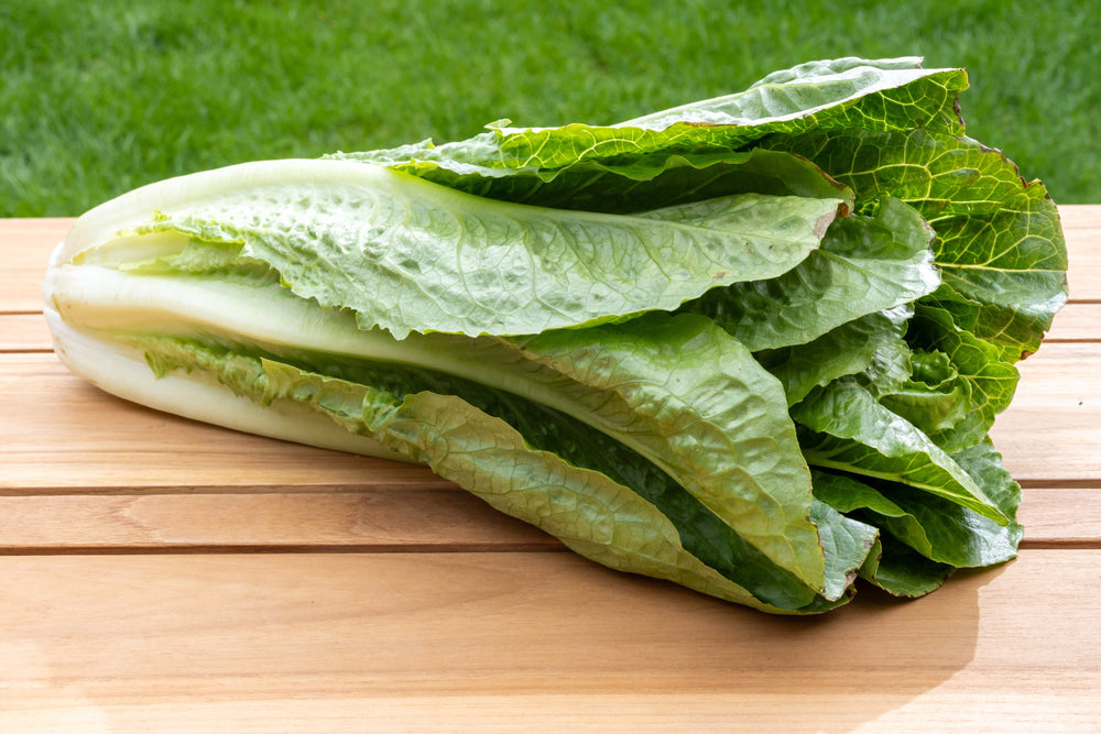 3000 Parris Island Romaine Lettuce (Lactuca Sativa) Seeds
