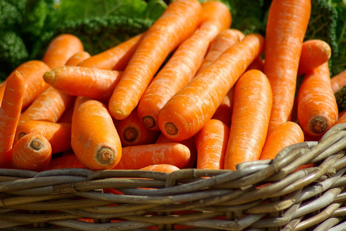 1500 SCARLET NANTES CARROT Daucus Carota Vegetable Seeds