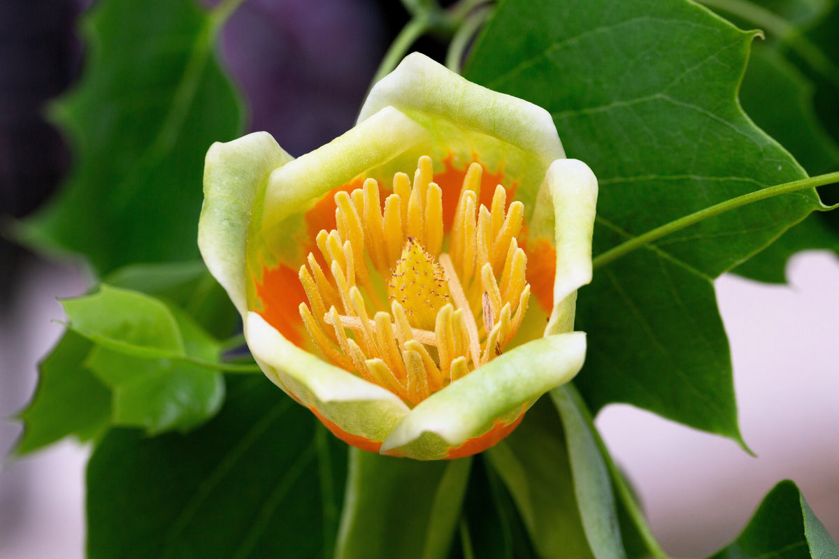 15 TULIP POPLAR TREE Yellow Flower Liriodendron Tulipifera Whitewood Seeds